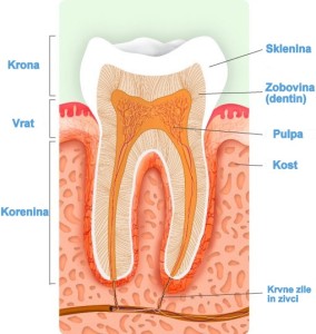 anatomija-zob